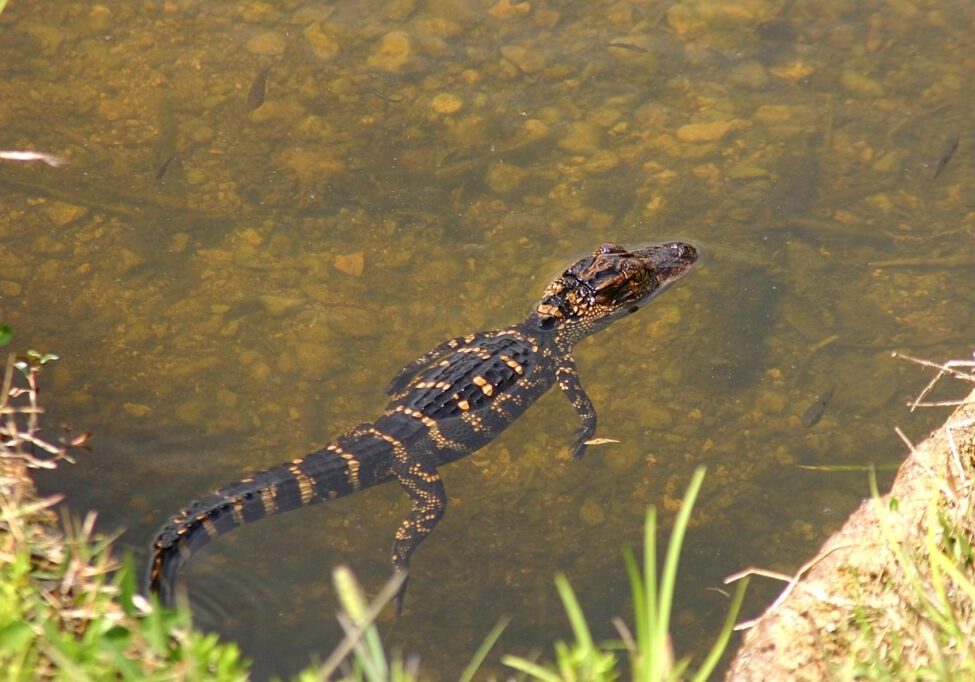 Alligators as Pets