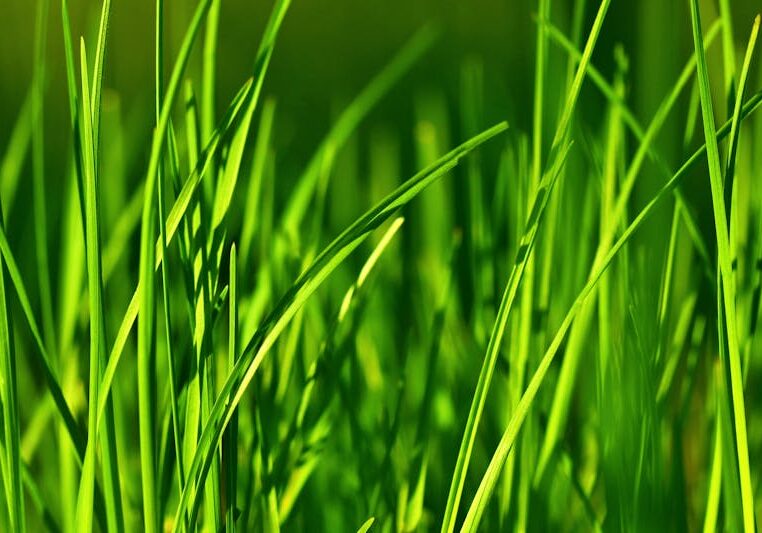 Learn why Watch the Grass will alarm some and not others.